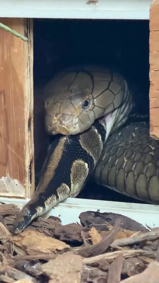 Jay Prehistoric Pets